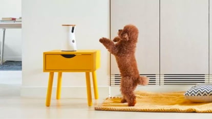 Dog cameras