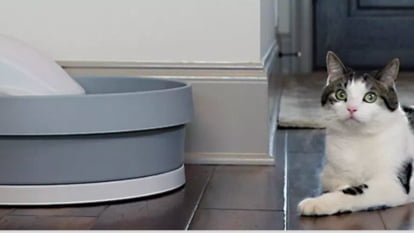 Self-cleaning litter boxes